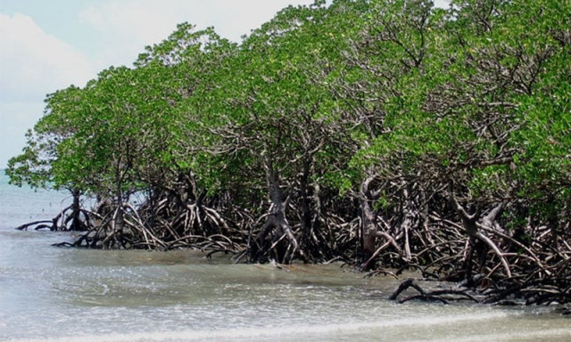 WWF Mangrove Conservation